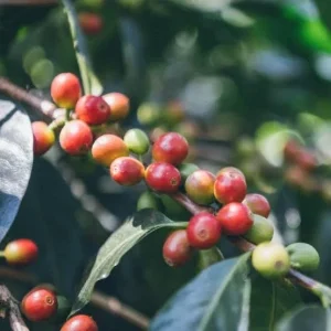 Coffee Tree - Arabica Live Plant – 5 Gallon Pot, 3 Feet Tall - Image 1