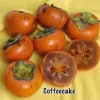 Coffeecake Persimmon Tree Live Plant - 3 to 4 Feet Tall - Grafted - 3 Gallon Pot - Image 1