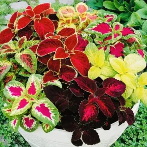 Coleus Rainbow Mix Flower Seeds – Non-GMO Annual for Indoor & Outdoor - Image 1