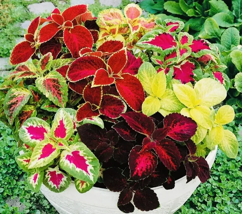 Coleus Rainbow Mix Flower Seeds – Non-GMO Annual for Indoor & Outdoor - Image 1
