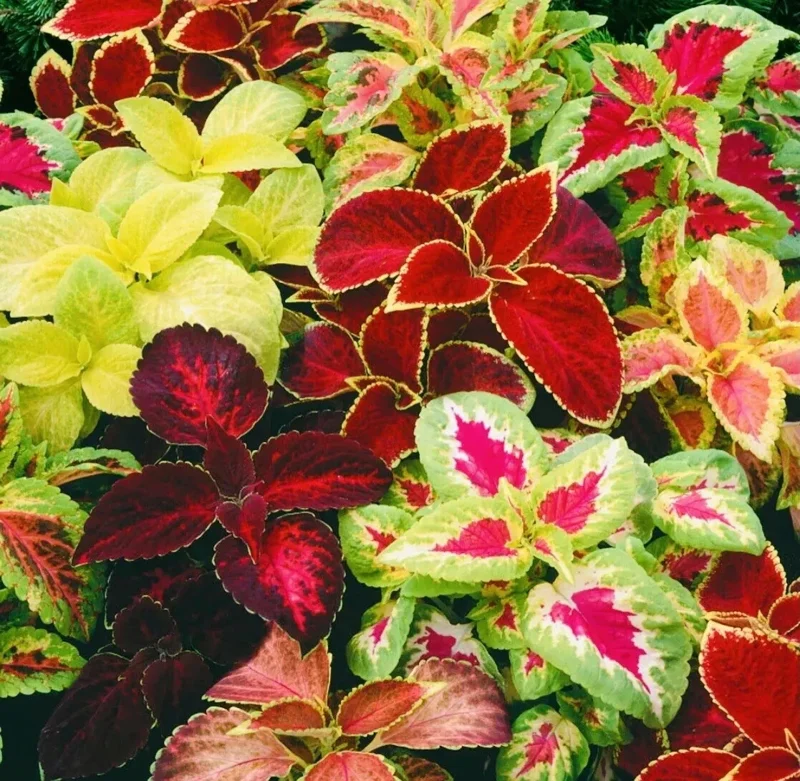 Coleus Rainbow Mix Flower Seeds – Non-GMO Annual for Indoor & Outdoor - Image 2
