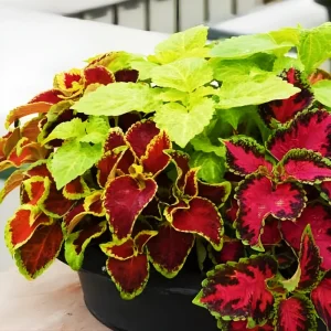Coleus Rainbow Mix Seeds – 500 Seeds – Colorful Shade Garden Plant – Indoor & Outdoor - Image 3