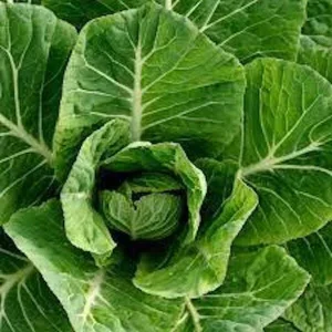 Collard Seeds - Georgia Southern, Morris Heading, Vates Mix - Vegetable Seeds - Image 4