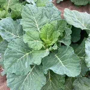 Collard Seeds - Georgia Southern, Morris Heading, Vates Mix - Vegetable Seeds - Image 8