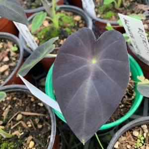 Colocasia Black Beauty Live Plant - Elephant Ear Starter, 4