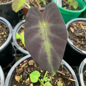 Colocasia Black Beauty Live Plant - Elephant Ear Starter, 4
