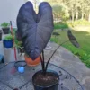 Colocasia Black Coral Elephant Ear Live Plant – 4 inch Pot – Indoor/Outdoor - Image 1