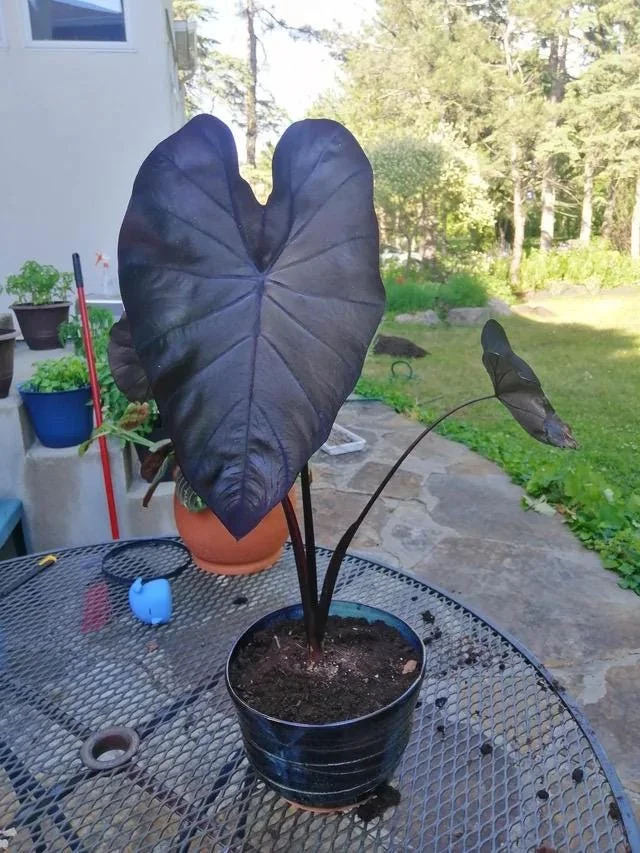 Colocasia Black Coral Elephant Ear Live Plant – 4 inch Pot – Indoor/Outdoor - Image 1