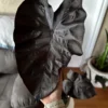 Colocasia Black Coral Live Starter Plant - Indoor/Outdoor Foliage - Image 1