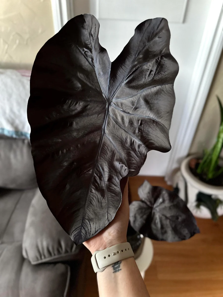 Colocasia Black Coral Live Starter Plant - Indoor/Outdoor Foliage - Image 1