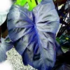 Colocasia Black Coral Starter Plant - Dark Foliage Houseplant - Image 1