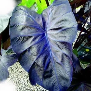 Colocasia Black Coral Starter Plant - Dark Foliage Houseplant - Image 1
