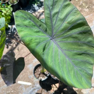Colocasia 'Black Magic' Elephant Ear Live Plant - 6