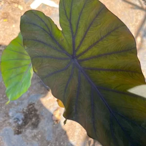 Colocasia 'Black Magic' Elephant Ear Live Plant - 6