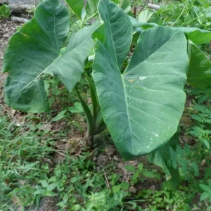 Colocasia Esculenta Bulbs – Elephant Ear Taro Gabi – 2 Root Bulbs for Planting - Image 2