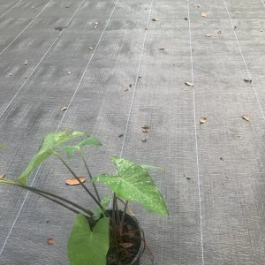 Colocasia Esculenta Live Plant - Edible Taro Elephant Ear, Patra, Pattarveliya - Image 2