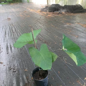 Colocasia Esculenta Live Plant - Edible Taro Elephant Ear, Patra, Pattarveliya - Image 3