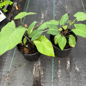 Colocasia Esculenta Live Plant - Edible Taro Elephant Ear, Patra, Pattarveliya - Image 6
