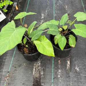 Colocasia Esculenta Live Plant - Elephant Ear (Taro) Edible Plant - Image 6