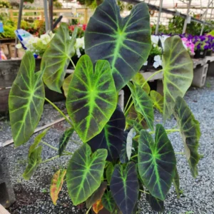Colocasia Illustris Starter Plant - Elephant Ear Live Plant - Indoor/Outdoor - Image 1