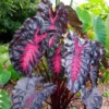 Colocasia Redemption Live Plant – Unique Foliage – 2 inch Pot – Indoor - Image 1