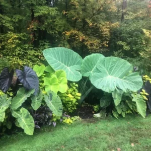 Colocasia Thailand Giant Live Plant - Starter Elephant Ear Plant for Indoors - Image 1