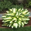 Color Festival Hosta Bareroot Plant - Variegated Foliage, Lilac Flowers, 16" Tall, Zones 3-8 - Image 1