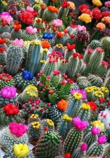 Color Succulent Mix Seeds - 30 Pack Exotic Cactus Flower Seeds Indoor/Outdoor - Image 3