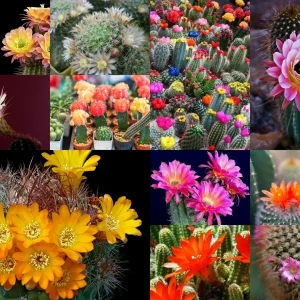 Color Succulent Mix Seeds - 30 Pack Exotic Cactus Flower Seeds Indoor/Outdoor - Image 5
