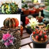 Color Succulent Mix Seeds - 30 Pack Exotic Cactus Flower Seeds Indoor/Outdoor - Image 1