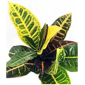 Colorful Croton Live Plant – 3.5 inch Pot – Codiaeum Petra – Vibrant Houseplant - Image 3