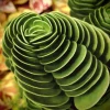 Colorful Echeveria Mix Seeds - Rare Exotic Succulent Seeds - Hen & Chicks Type - Image 1