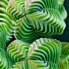Colorful Echeveria Mix Succulent Seeds - Rare Exotic Hen & Chicks Seeds - Image 1