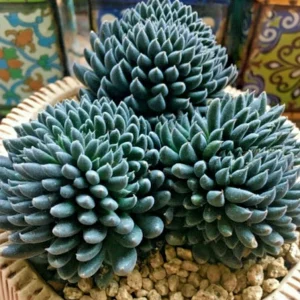 Colorful Echeveria Succulent Seeds Mix - Rare Exotic Hen Chicks Varieties - 50 Seeds - Image 1