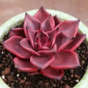 Colorful Echeveria Succulent Seeds Mix - Rare Exotic Hen & Chicks - US Grown - Image 4