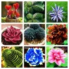 Colorful Echeveria Succulent Seeds Mix - Rare Exotic Hen & Chicks - US Grown - Image 1