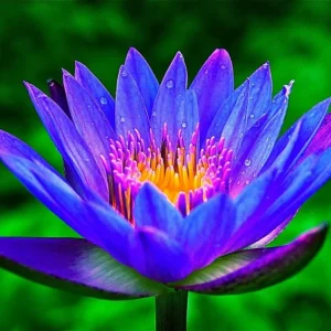 Colorful Lotus Water Lily Bulbs - Easy Grow Aquarium & Pond Aquatic Plant - Perennial - Image 1
