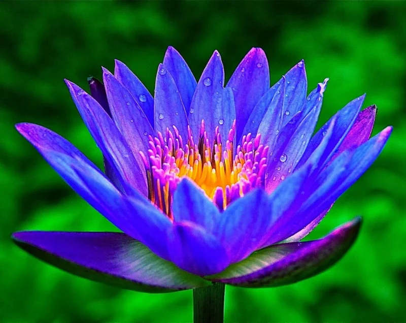 Colorful Lotus Water Lily Bulbs - Easy Grow Aquarium & Pond Aquatic Plant - Perennial - Image 1