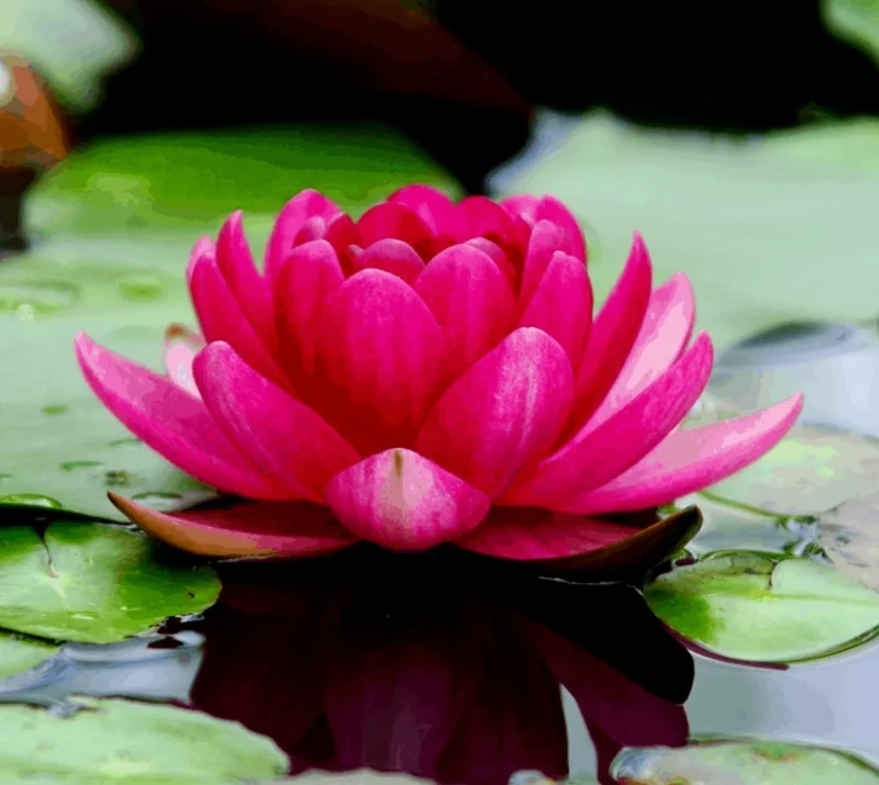 Colorful Lotus Water Lily Seeds - Easy Grow Aquatic Plant for Ponds & Aquariums - Image 1