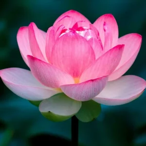 Colorful Lotus Water Lily Seeds - Easy Grow Aquatic Pond Plant Seeds - Image 1