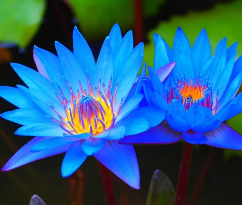 Colorful Lotus Water Lily Seeds - Easy Grow Aquatic Plant for Aquariums - Image 1