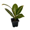 Colorful Petra Croton Live Plant – Codiaeum Petra – 4 inch Pot – Indoor - Image 1
