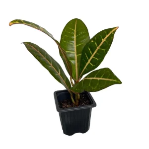 Colorful Petra Croton Live Plant – Codiaeum Petra – 4 inch Pot – Indoor - Image 1