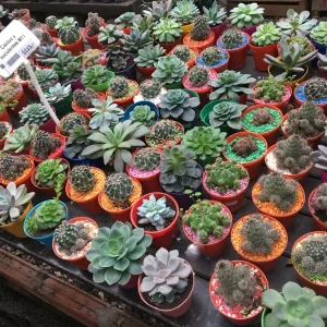 Colorful Succulent Mix Seeds - Exotic Cactus Flower Seeds - 35+ Seeds - Image 10