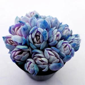 Colorful Succulent Mix Seeds - Exotic Cactus Flower Seeds - 35+ Seeds - Image 7