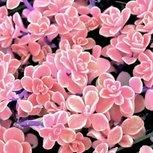 Colorful Succulent Mix Seeds - Exotic Cactus Flower Seeds - 35+ Seeds - Image 8