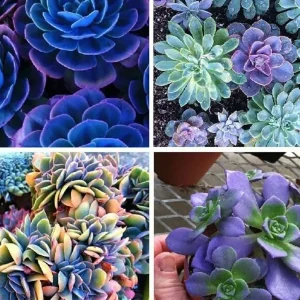 Colorful Succulent Mix Seeds – Rare Exotic Cactus Flower Seeds – 35+ Seeds - Image 2