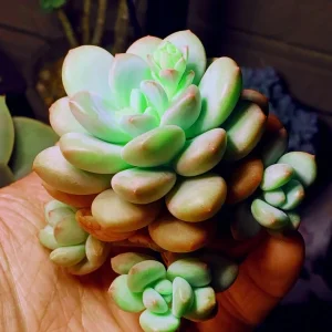 Colorful Succulent Mix Seeds – Rare Exotic Cactus Flower Seeds – 35+ Seeds - Image 3