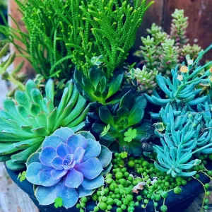 Colorful Succulent Mix Seeds – Rare Exotic Cactus Flower Seeds – 35+ Seeds - Image 6