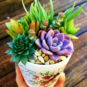 Colorful Succulent Mix Seeds – Rare Exotic Cactus Flower Seeds – 35+ Seeds - Image 1